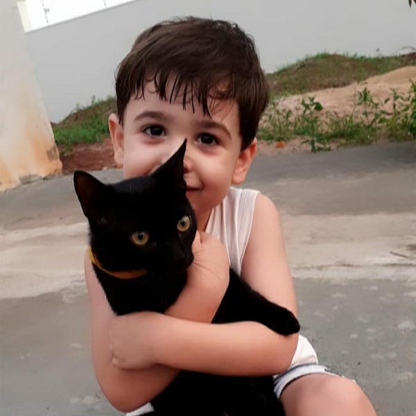 Gato de estimação está desaparecido desde segunda-feira