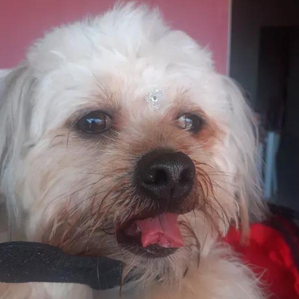 Mulher registra ocorrência após cachorro voltar de clínica veterinária com a língua cortada em Quatá