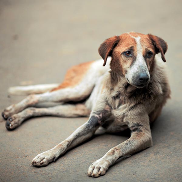 Em parceria com o Sesi, Prefeitura faz pesquisa  censitária sobre abandono de animais
