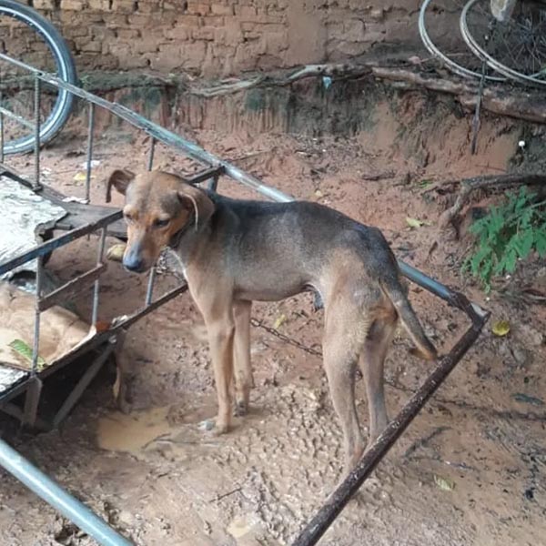 ONG flagra cachorro em situação de maus-tratos e dono é preso em Marília