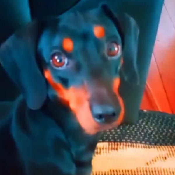 Cachorra está desaparecida há quase duas semanas; quem encontrá-la receberá gratificação