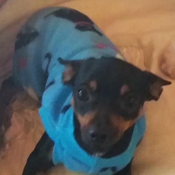 Cachorro da raça pinscher está desaparecido