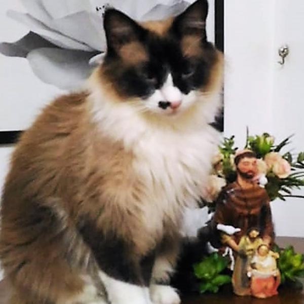 Gato está desaparecido; proprietária paga recompensa para quem encontrá-lo