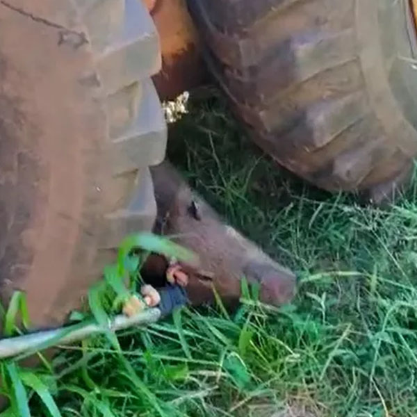 Capivara é resgatada em posto de combustível às margens da SP-270 em Assis