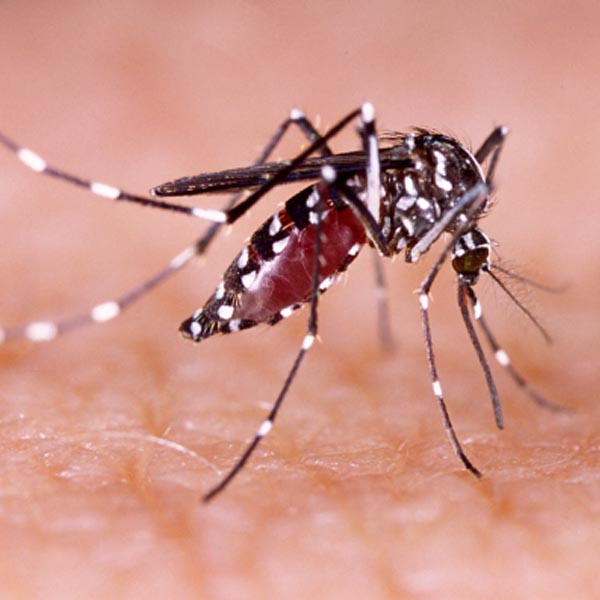 Infestação silenciosa da dengue em Paraguaçu pode agravar colapso na Saúde