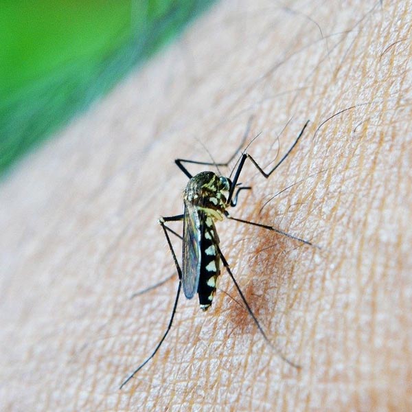 Prefeitura de Quatá faz alerta à população para o combate ao mosquito da dengue