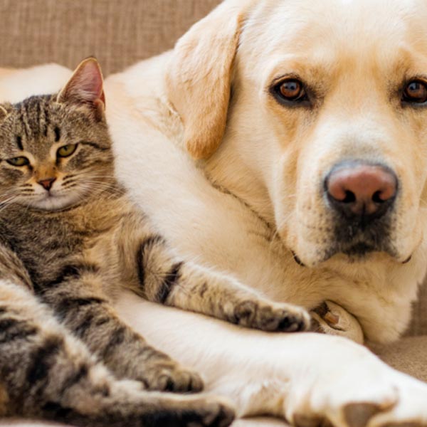 Vacinação contra raiva em cães e gatos será contínua em Paraguaçu