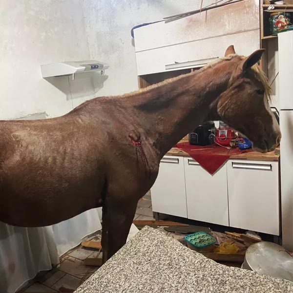 Égua invade casa pelo telhado e causa susto e prejuízo em Presidente Prudente