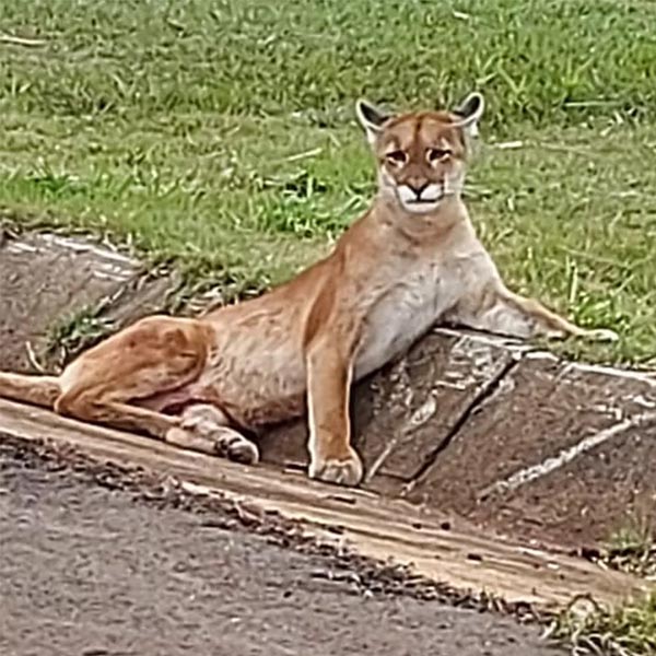 Onça-parda é resgatada após atropelamento na Rodovia Raposo Tavares, em Rancharia