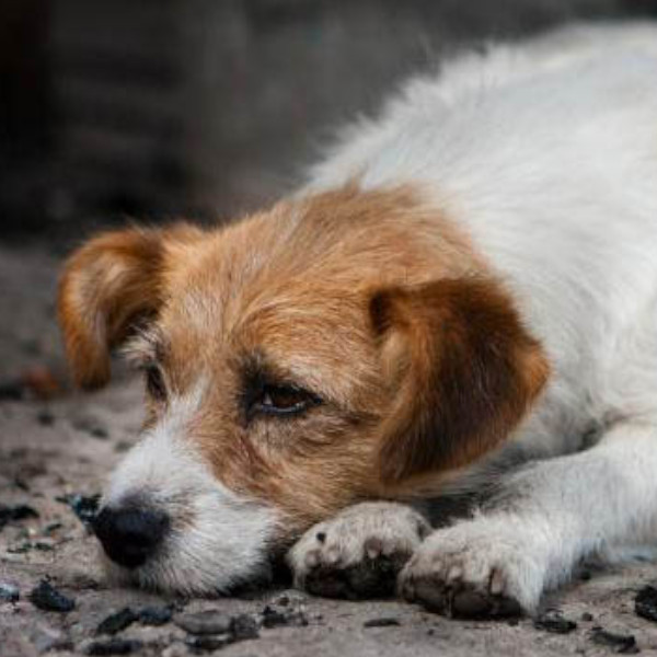 Protetores de animais promovem carreata contra os maus tratos em Paraguaçu