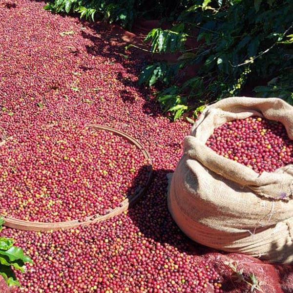 Café Canevari oferece o melhor sabor da bebida mais popular do mundo