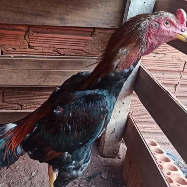 Polícia Ambiental multa seis pessoas em R$ 36 mil por suspeita de manter aves para rinhas em Assis