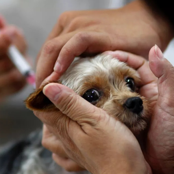 Sexta-feira (30) tem vacinação contra raiva em cães e gatos em Paraguaçu