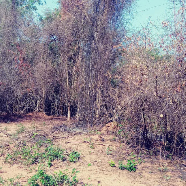 Após atear fogo em folhas no quintal, mulher leva multa de mais de R$ 140 mil em Rancharia