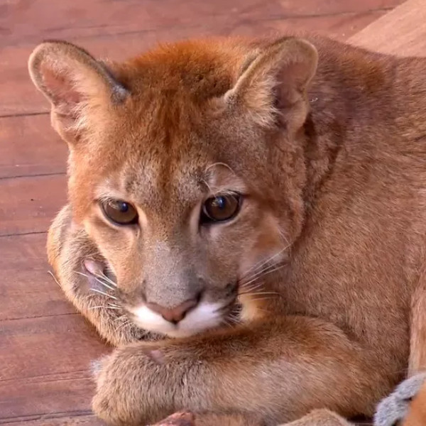 Número de animais silvestres socorridos aumenta em época de queimadas