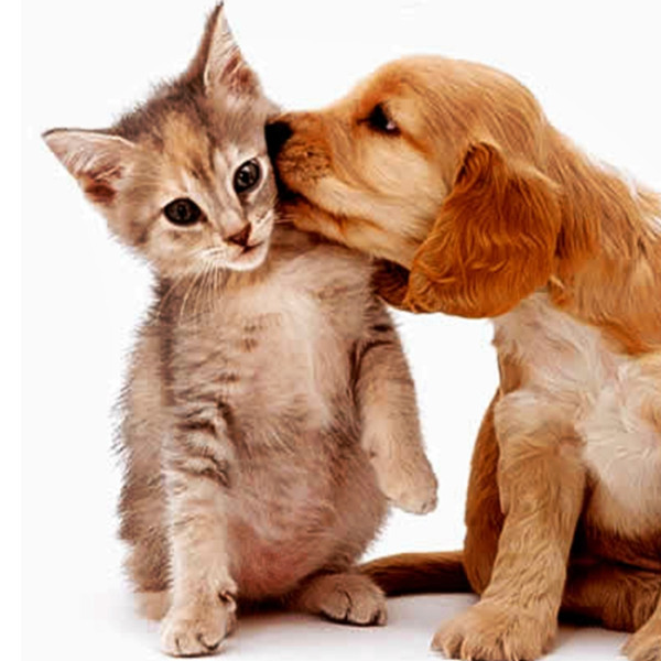 Vacinação contra raiva em cães e gatos acontece nesta quarta-feira