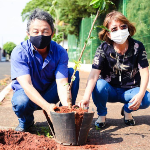 Mudas de cerejeiras são plantadas ao redor do Jardim Japonês