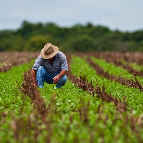 Agroterenas de Maracaí está contratando Assistente de Operações Agrícolas