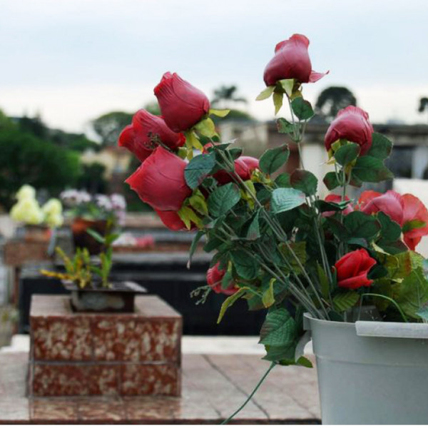 FINADOS: Flores levadas aos cemitérios podem esconder criadouros do mosquito da dengue