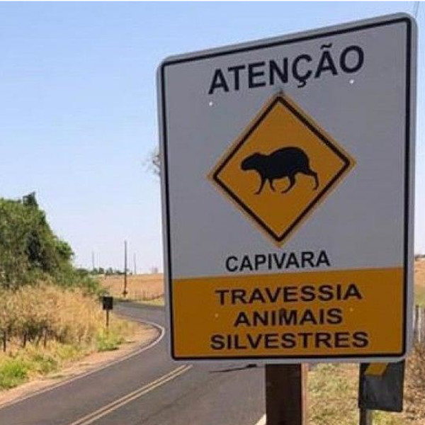 Carro da Entrevias desvia de capivara e se envolve em acidente 