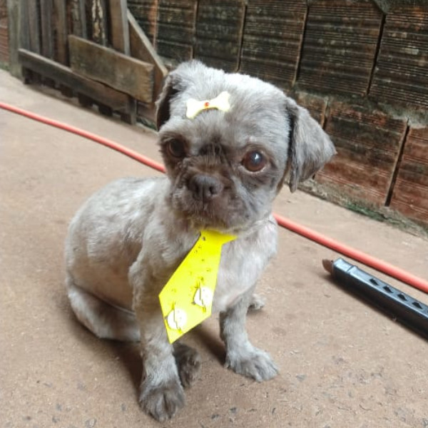 Mãe pede ajuda para encontrar cão de estimação; criança reclama falta do animal