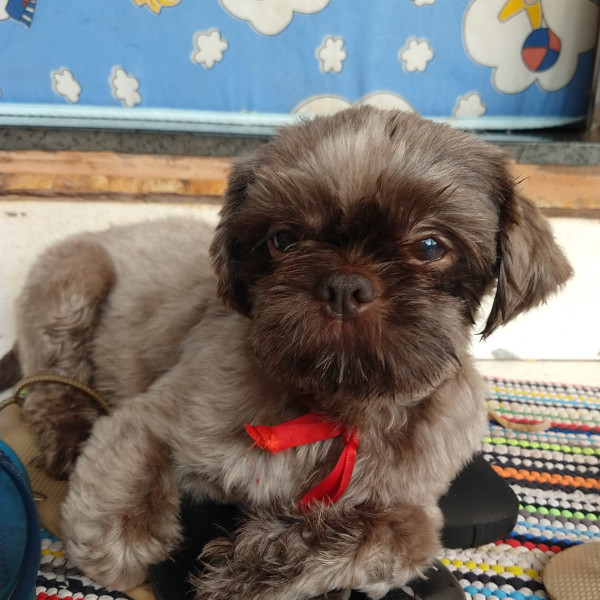 O cachorro de estimação Dotty foi encontrado, um mês depois