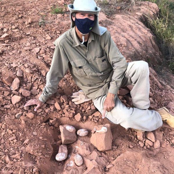 Ninhada de ovos de dinossauro é descoberta em Presidente Prudente
