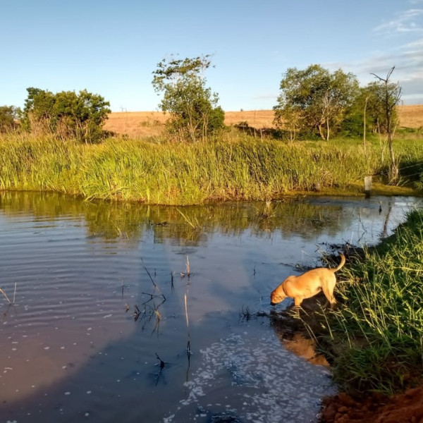 Cachorro morre ao tentar salvar dono de ataque de sucuri 