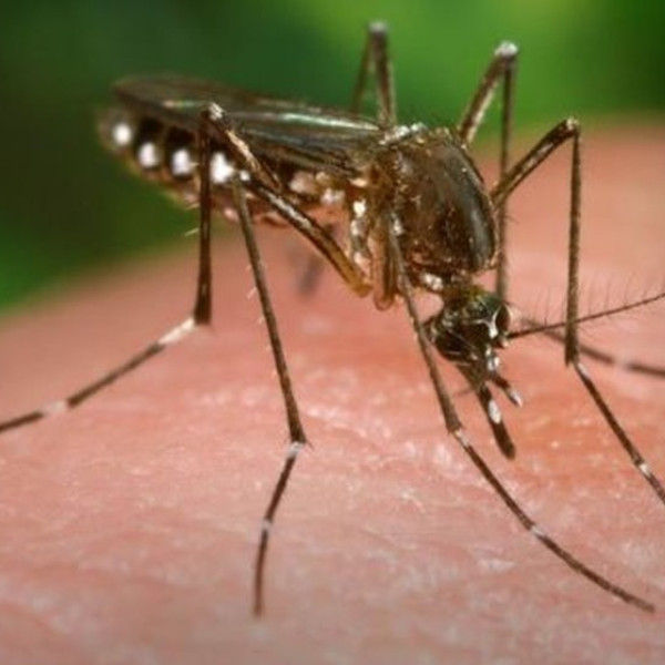 Idosa de 69 anos morre vítima da dengue 