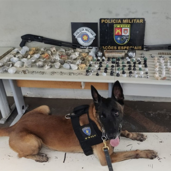 Cães farejadores encontram armas e drogas enterradas em matagal; vídeo
