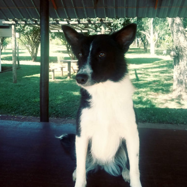 Assustada com os fogos no Ano Novo, cachorra foge e dona pede ajuda