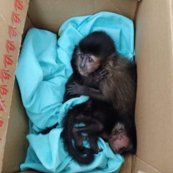 Casal acusado de traficar sete macacos é detido