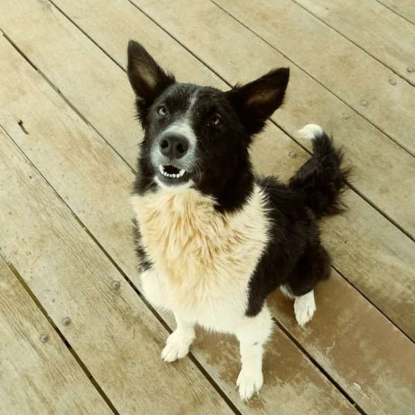 A cachorra Cristal foi encontrada e está bem