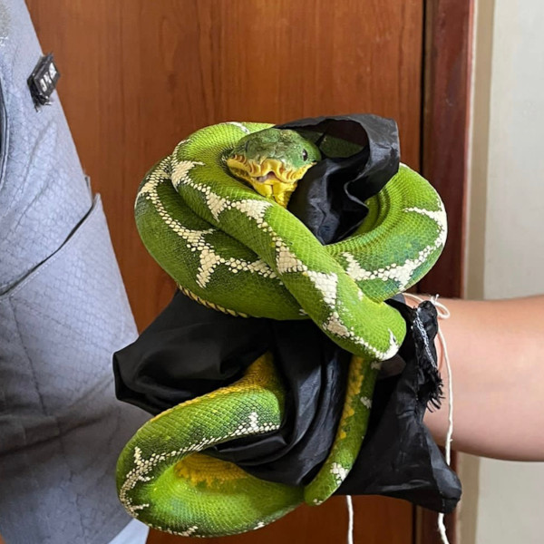 Polícia detém mulher com duas cobras na bagagem