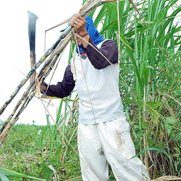 Agroterenas de Paraguaçu abre cinco oportunidades de trabalho