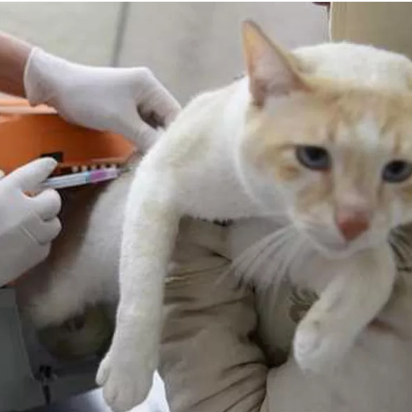 Hoje tem vacinação contra a raiva para cães e gatos, no Jardim das Oliveiras