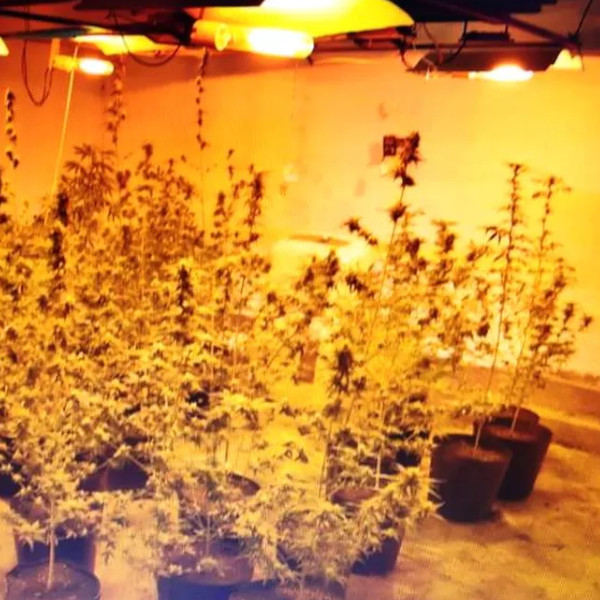 Mais de 160 pés de maconha em estufas são descobertos pela Polícia