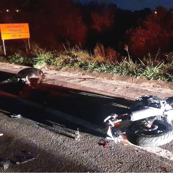 Homem morre após atropelar animal solto na pista