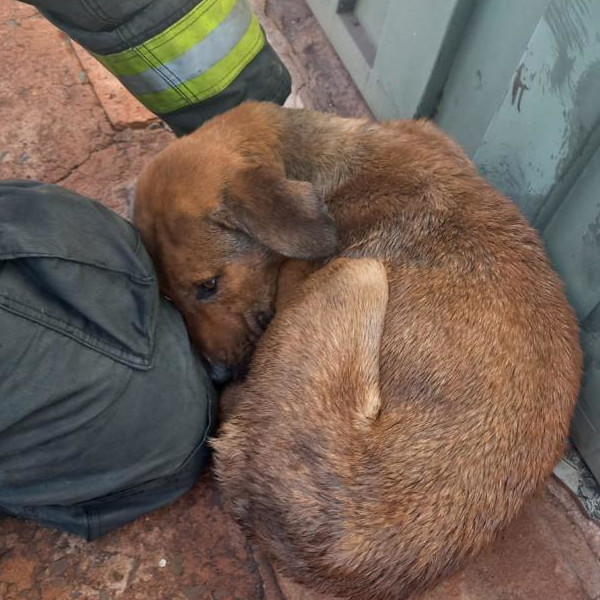Polícia Civil esclarece crime de maus tratos contra animais