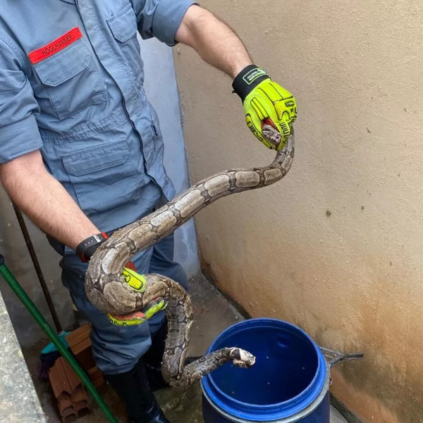 Jiboia entope cano no quintal de residência e assusta moradores 
