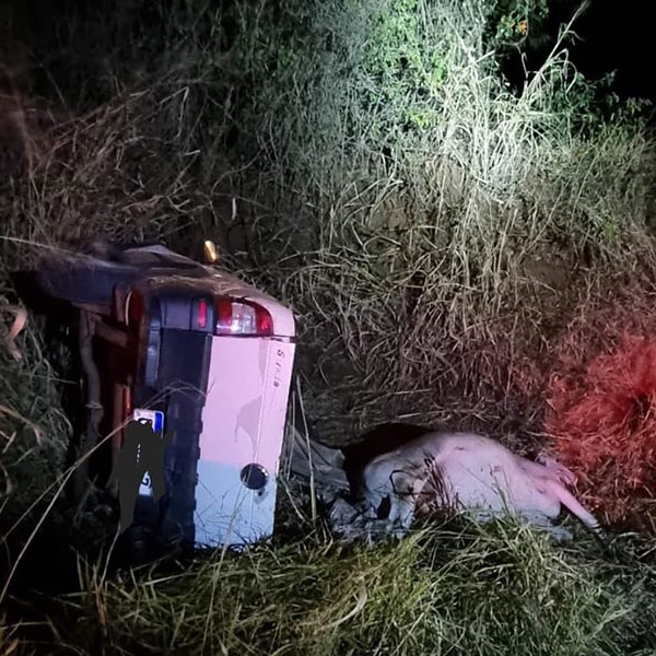 Paraguaçuense e mais dois homens de Assis são presos furtando gado em Rancharia