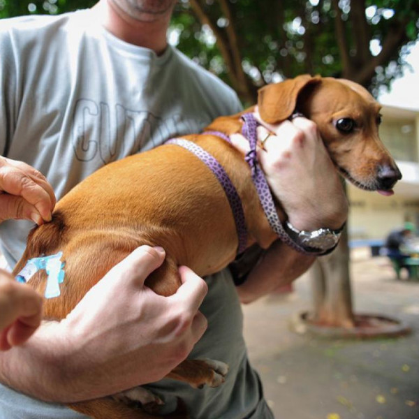 Saúde de Paraguaçu promove vacinação de cães e gatos, terça-feira