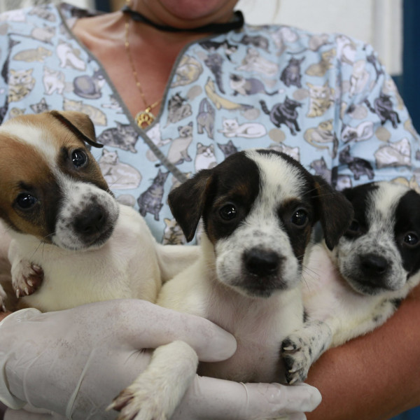 Prefeitura promove mais uma etapa da castração de cães e gatos