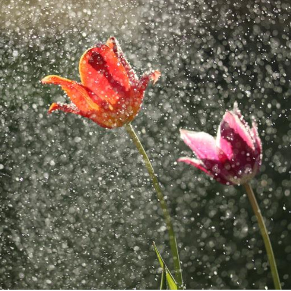 Primavera inicia no dia 22 com chuva em Paraguaçu