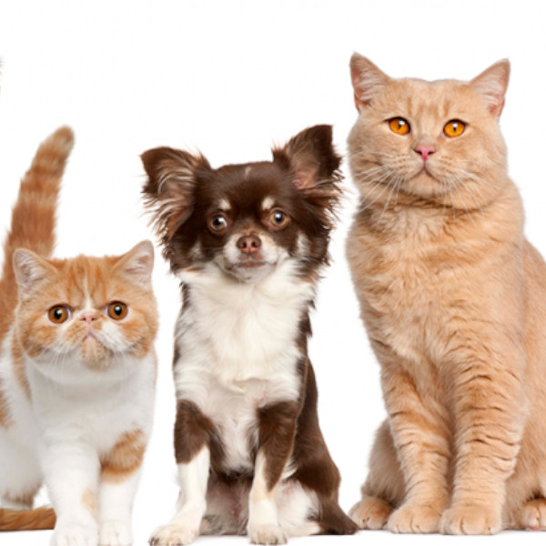 Hoje tem castração de cães e gatos em Paraguaçu