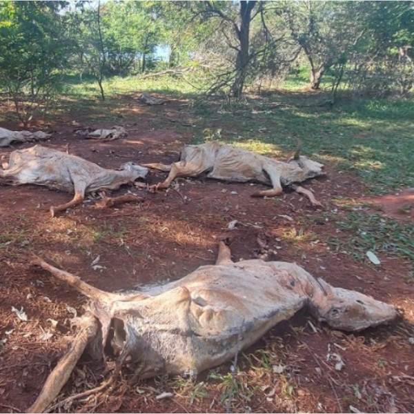 Em Iepê, fazendeiro é multado em R$ 312 mil por deixar gado morrer de fome e sede