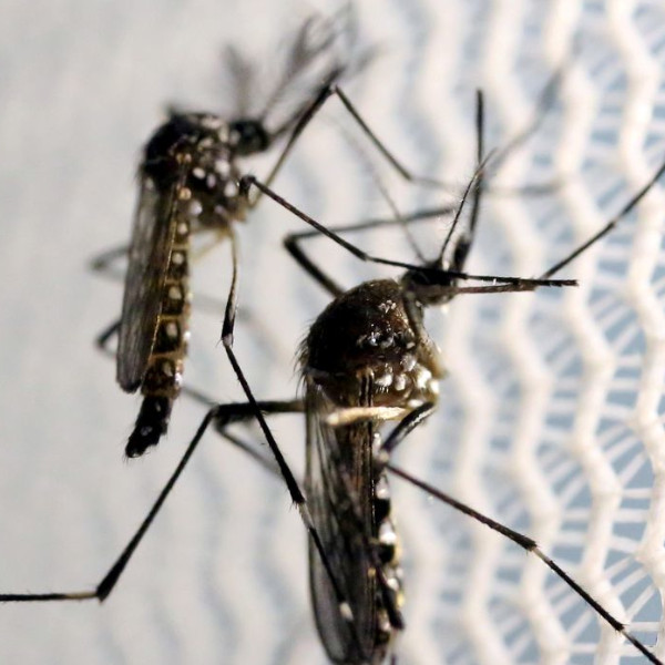 Você sabe a diferença entre pernilongo e mosquito da dengue?