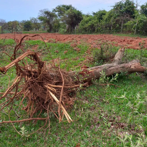 Sitiante é multado em R$ 1,2 mil pelo corte de quatro árvores nativas, em Rancharia