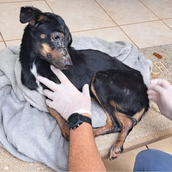 Homem de 23 anos é multado em R$ 3 mil por maus-tratos a cachorro, em Rancharia