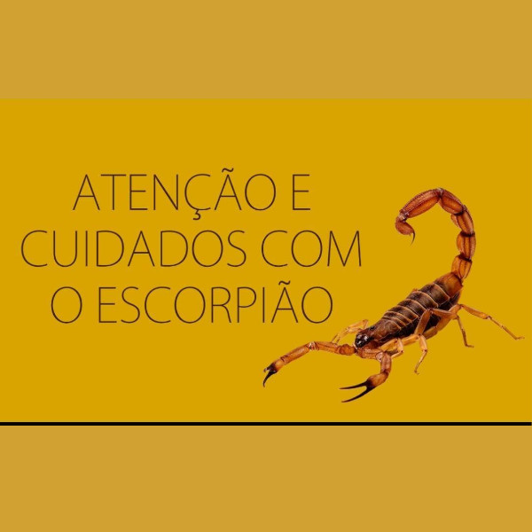 Aumenta o aparecimento de escorpiões e pragas urbanas por causa das chuvas, alerta Saúde
